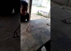 Enlace a Pelea entre dos muñecos de palo