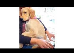 Enlace a Perro se acurruca con su dueña cuando ella toca el piano
