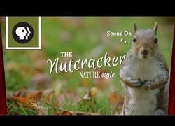 Enlace a El cascanueces natural