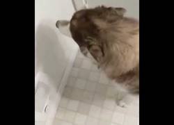 Enlace a Perro aulla de manera muy triste