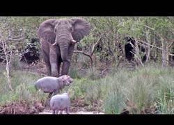 Enlace a Elefante discute con tres hipopótamos por el territorio