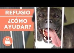 Enlace a ¿Cómo ayudar en un refugio de animales?