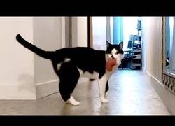 Enlace a ¿Tus gatos te echan de menos? Esto es lo que hacen cuando no estás en casa