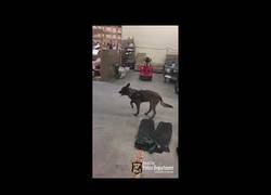 Enlace a Este perro odia sus calcetines de invierno