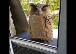 Enlace a Ha llegado tu carta de Howarts