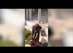 Enlace a Elefante anoréxico haciendo exhibiciones en un circo [Duras imágenes]