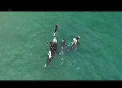 Enlace a Orcas juegan con un bañista
