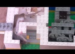 Enlace a Experimentando con la inteligencia de los ratones