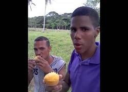 Enlace a Los profesionales comiendo mango