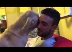 Enlace a La manera más tierna de pedir perdón la tiene este perro