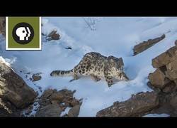 Enlace a El leopardo de las nieves [Inglés]