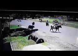 Enlace a Vaca hace una llave de judo a un motorista