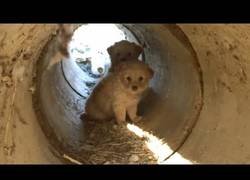 Enlace a Rescatando unos preciosos perros hermanos