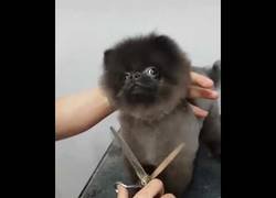 Enlace a Perro está super feliz de que le corten el pelo