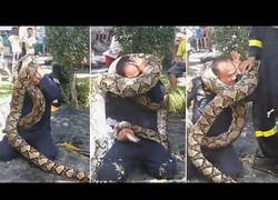 Enlace a Pitón envuelve a un bombero en una demostración de seguridad