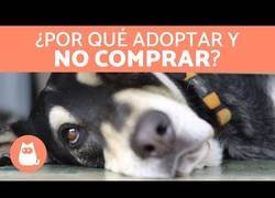 Enlace a ¿Por qué adoptar y no comprar?