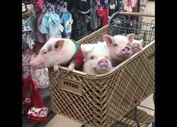 Enlace a 4 cerditos en un carrito de compras