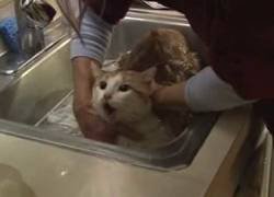 Enlace a Gato intenta hablar en francés mientras le están bañando