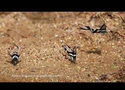 Enlace a Mariposas que parecen peces