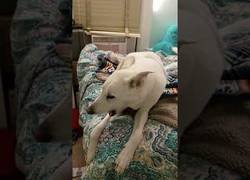 Enlace a Perro canta su canción favorita