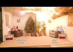 Enlace a Árbol húmedo vs árbol seco en un incendio