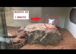 Enlace a Así actúa el veneno de una serpiente cascabel en un ratón (muerto en 1 minuto)