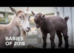 Enlace a Los mejores momentos en el Zoo de Oregon que nos han robado el corazón