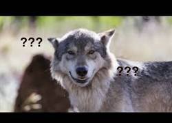 Enlace a Qué pasa con los lobos