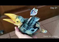 Enlace a Crecimiento del ave pico de banana