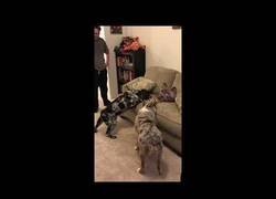 Enlace a Perros se asustan de un cojín