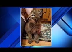 Enlace a Familia adopta un gato y resulta ser un lince [Inglés]