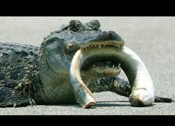 Enlace a Alligator vs Anguila