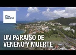 Enlace a Martinica: Un paraíso de veneno y muerte