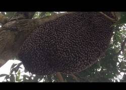 Enlace a Movimiento de un panal de abejas
