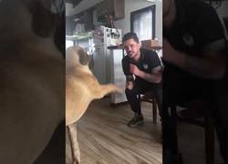 Enlace a Conversación entre perro y su dueño