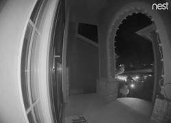 Enlace a Este repartidor de amazon tiene un acompañante muy especial