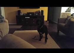 Enlace a El ataque sorpresa del perro