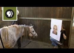 Enlace a ¿Pueden los caballos reconocer nuestras expresiones?