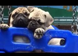 Enlace a Los perros más monos, dosis de ternura de buena mañana 