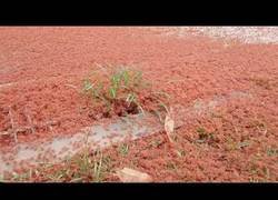 Enlace a Millones de cangrejos invaden la Isla de Navidad