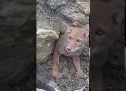 Enlace a Coyote atrapado en unas rocas es salvado por los humanos