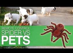 Enlace a Gatos y perros frente a su gran temor: arañas robot