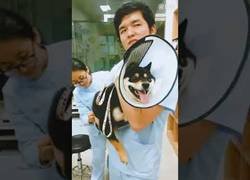 Enlace a Este perro odia por completo las inyecciones y lo hace saber muy bien