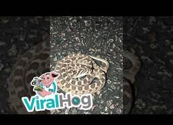 Enlace a Esta serpiente usa una táctica de defensa muy hipnótica