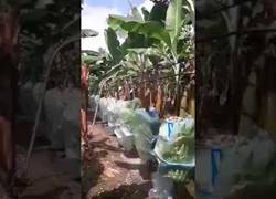 Enlace a ¡El tren de las bananas ya está aquí!