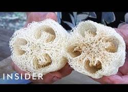 Enlace a Así se hacen las esponjas con luffa