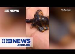 Enlace a Este turista sostuvo varios segundos este pulpo en su mano que contiene veneno como para matar a 26 personas