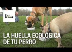 Enlace a Como reducir la huella ecológica de tu perro