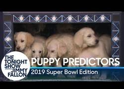 Enlace a Los perritos que trataron de predecir el resultaod de la Super Bowl de 2019