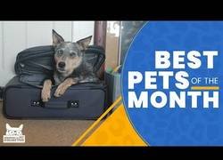 Enlace a Los animales más adorables que hemos conocido en el último mes